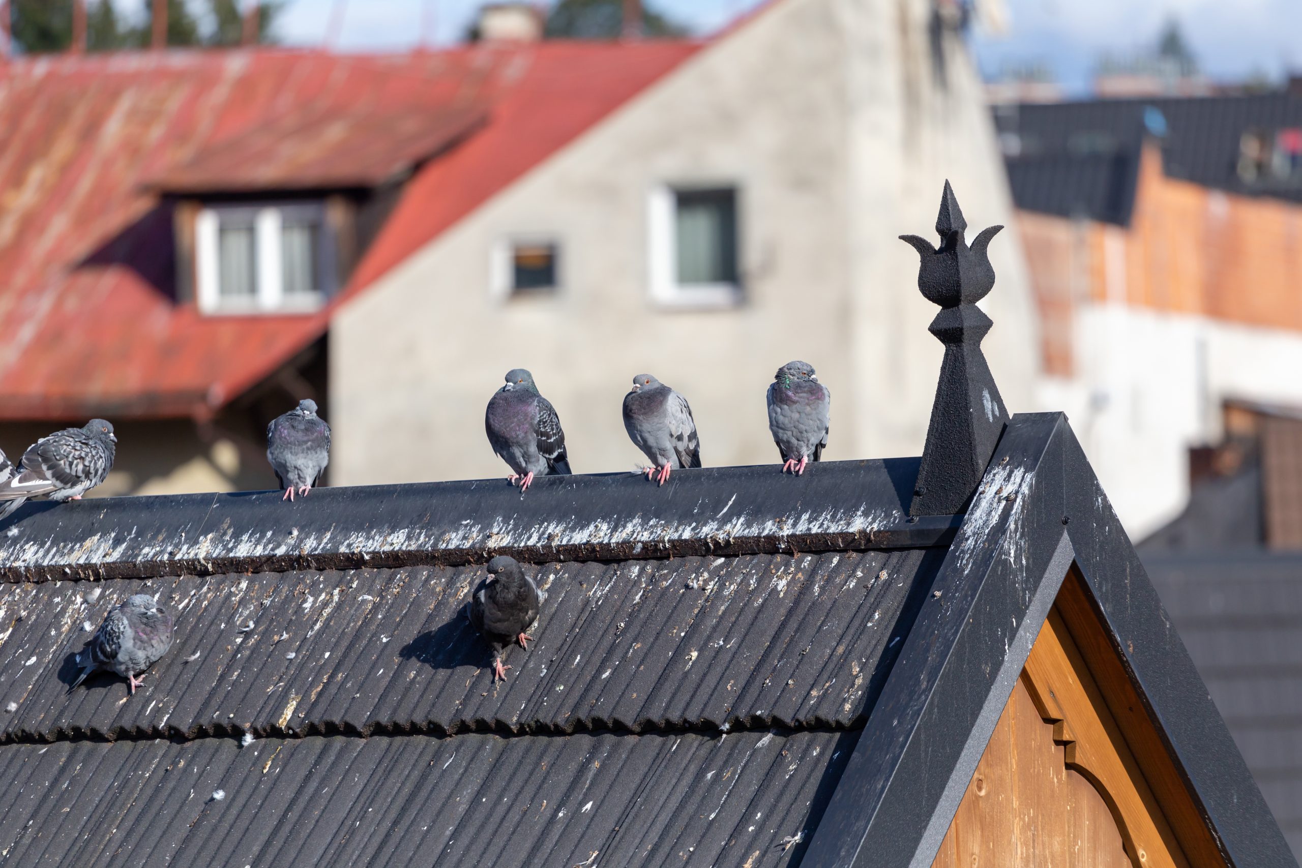 How Do Bird Droppings Become Dangerous