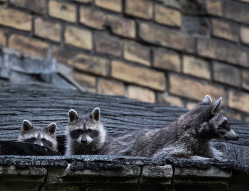 Repairing Damage Left from a Raccoon Infestation