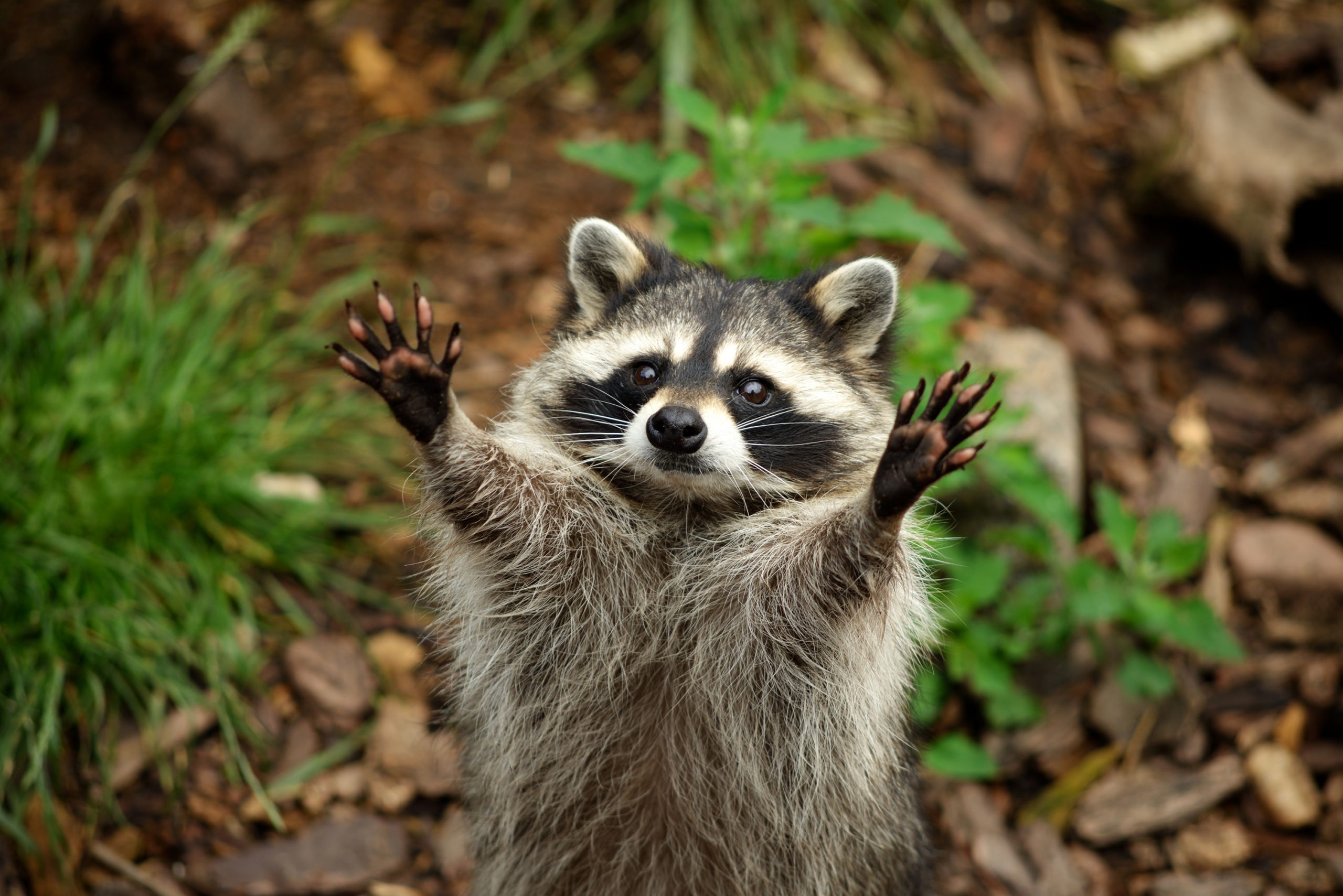 Raccoon removal and wildlife inspection for a Marlboro Township home
