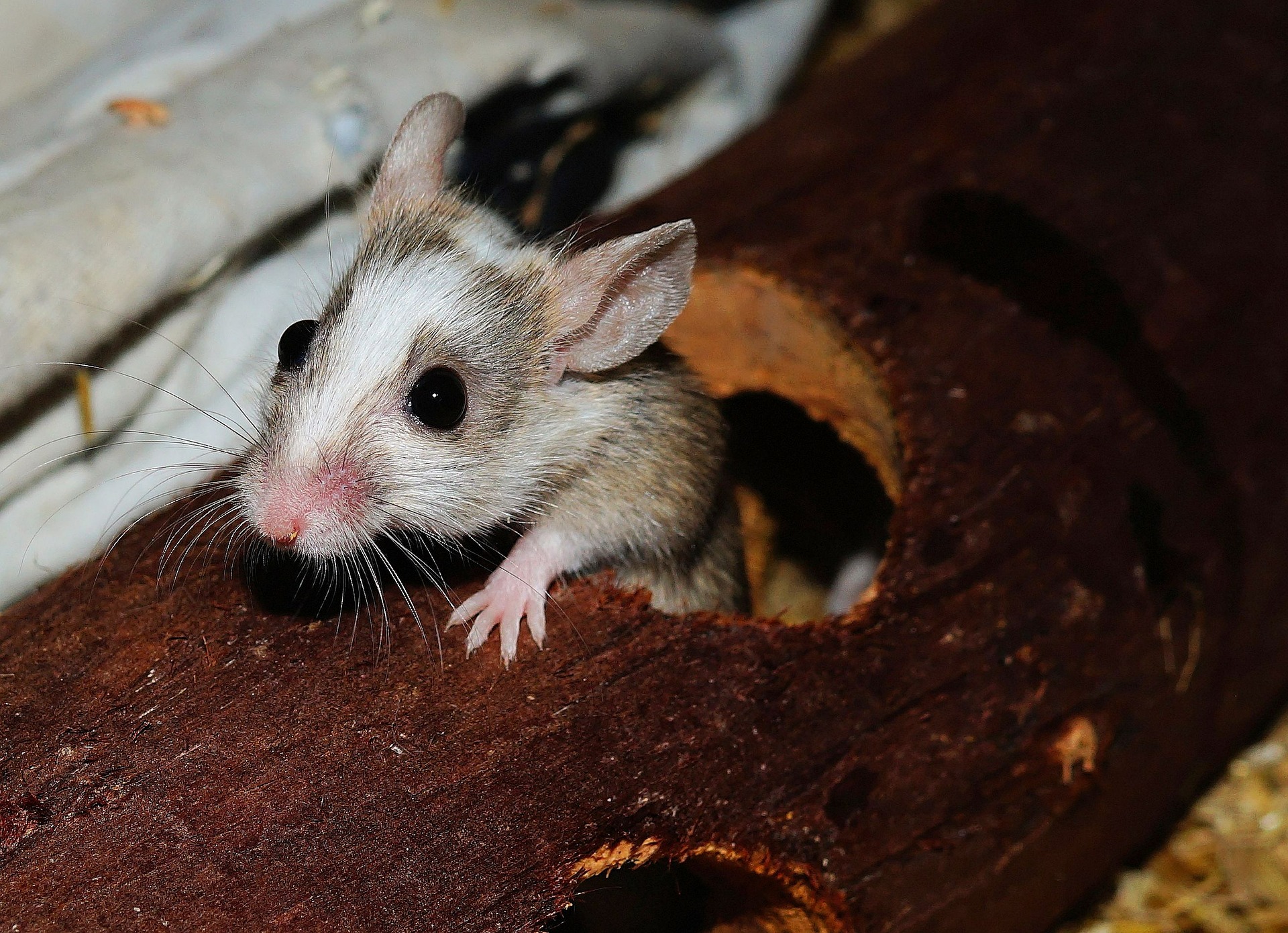Rodent control and wildlife prevention
