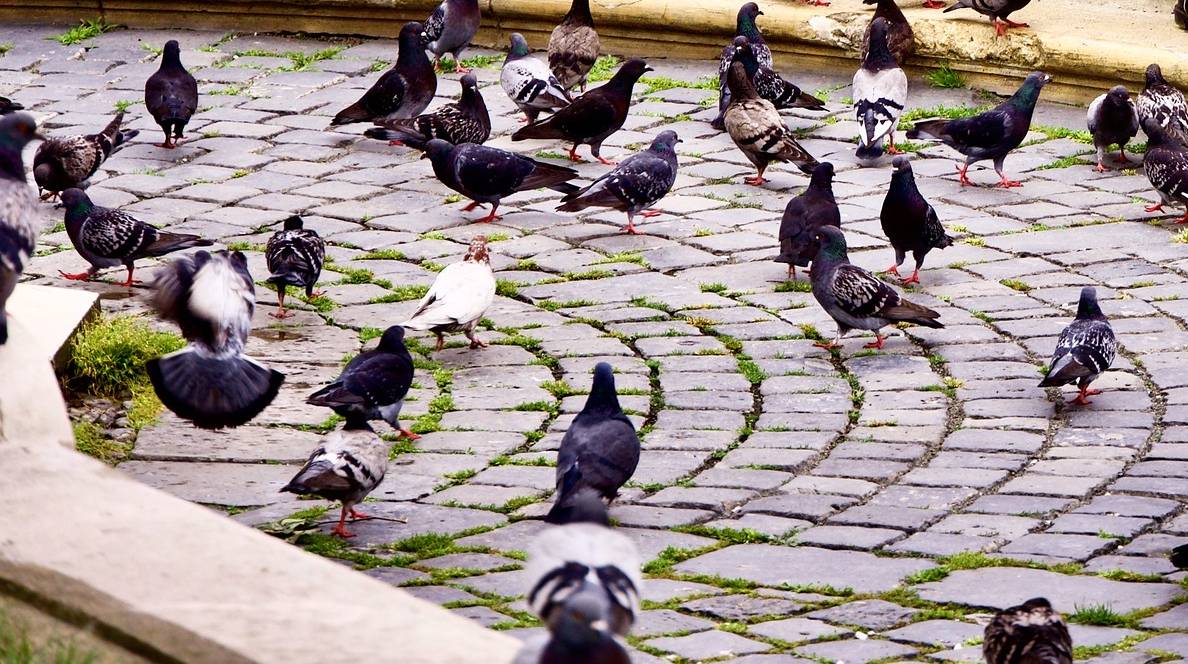 The poop on doves - 101 Highland Lakes