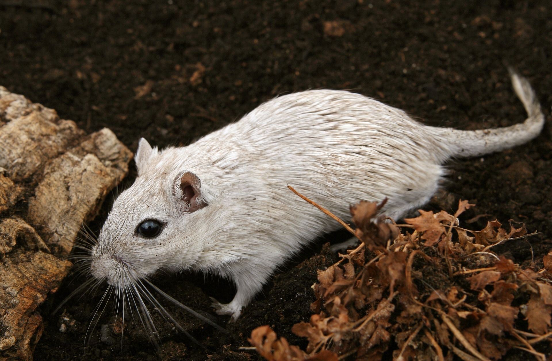 Tech put down sticky traps (the normal kind you'd use for mice