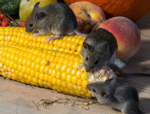 The Hidden Dangers of Rodent Infestations: How Professionals Can Safeguard Your Home