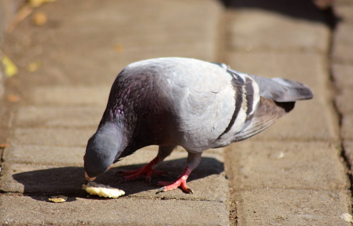 Pigeon Trapping Versus Pigeon Deterrents Which is Right for Your