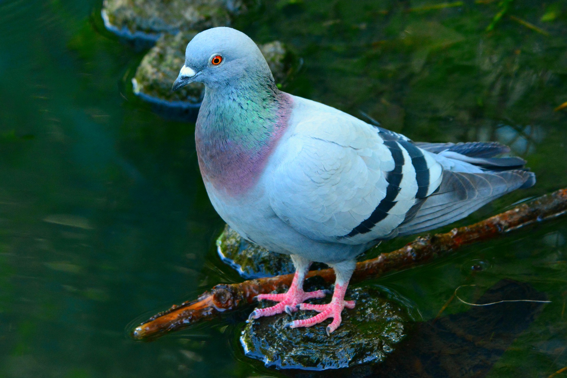 The poop on doves - 101 Highland Lakes