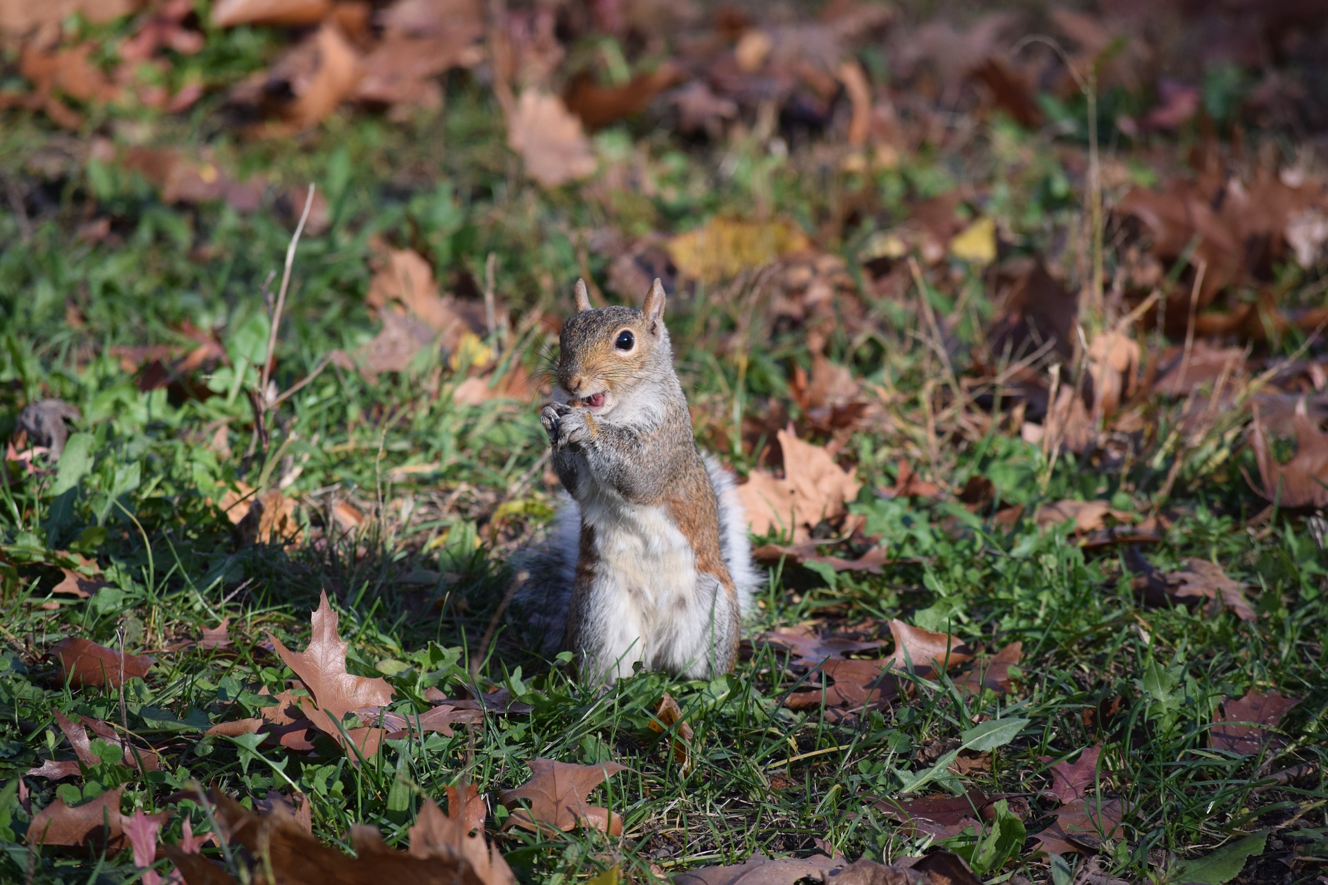 Squirrel Removal  Wildlife Control Experts in New York & Vermont