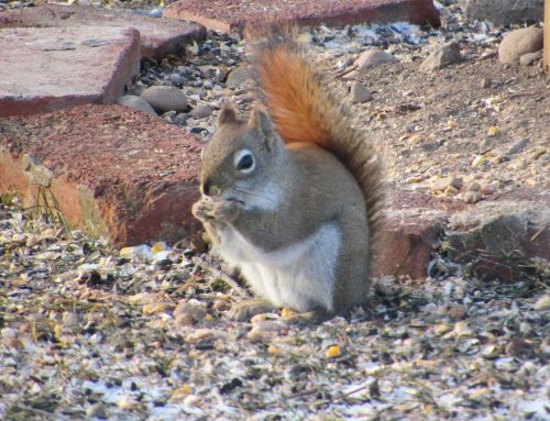 Preventing Squirrel Damage at NYC Homes
