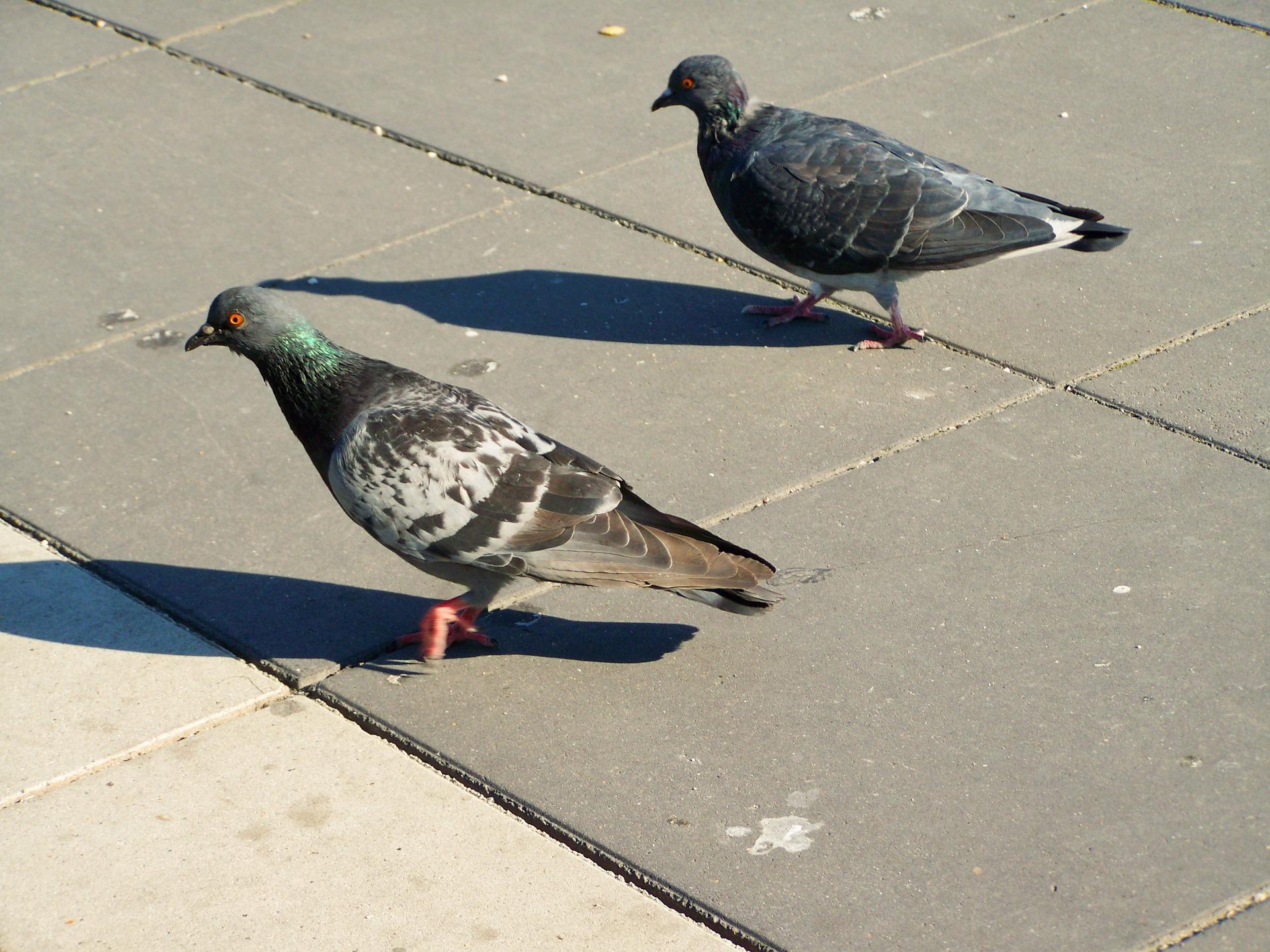 How to get rid of pigeons - pigeon repellent