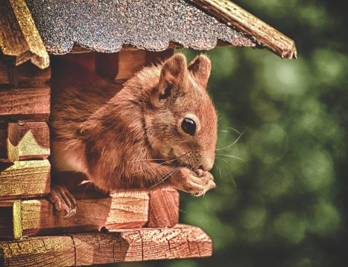 How to Get Rid of a Squirrel in Your Chimney