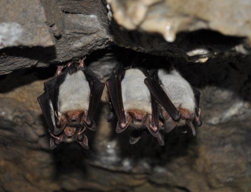 How to Inspect Your Home for Bats