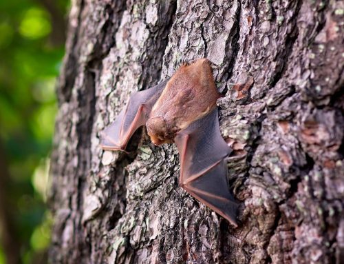 Now is the Time for Bat Exclusion in NYC and New Jersey