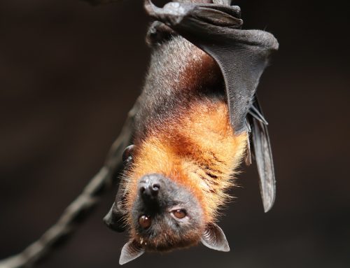 How White Nose Syndrome has Affected Bats in NYC