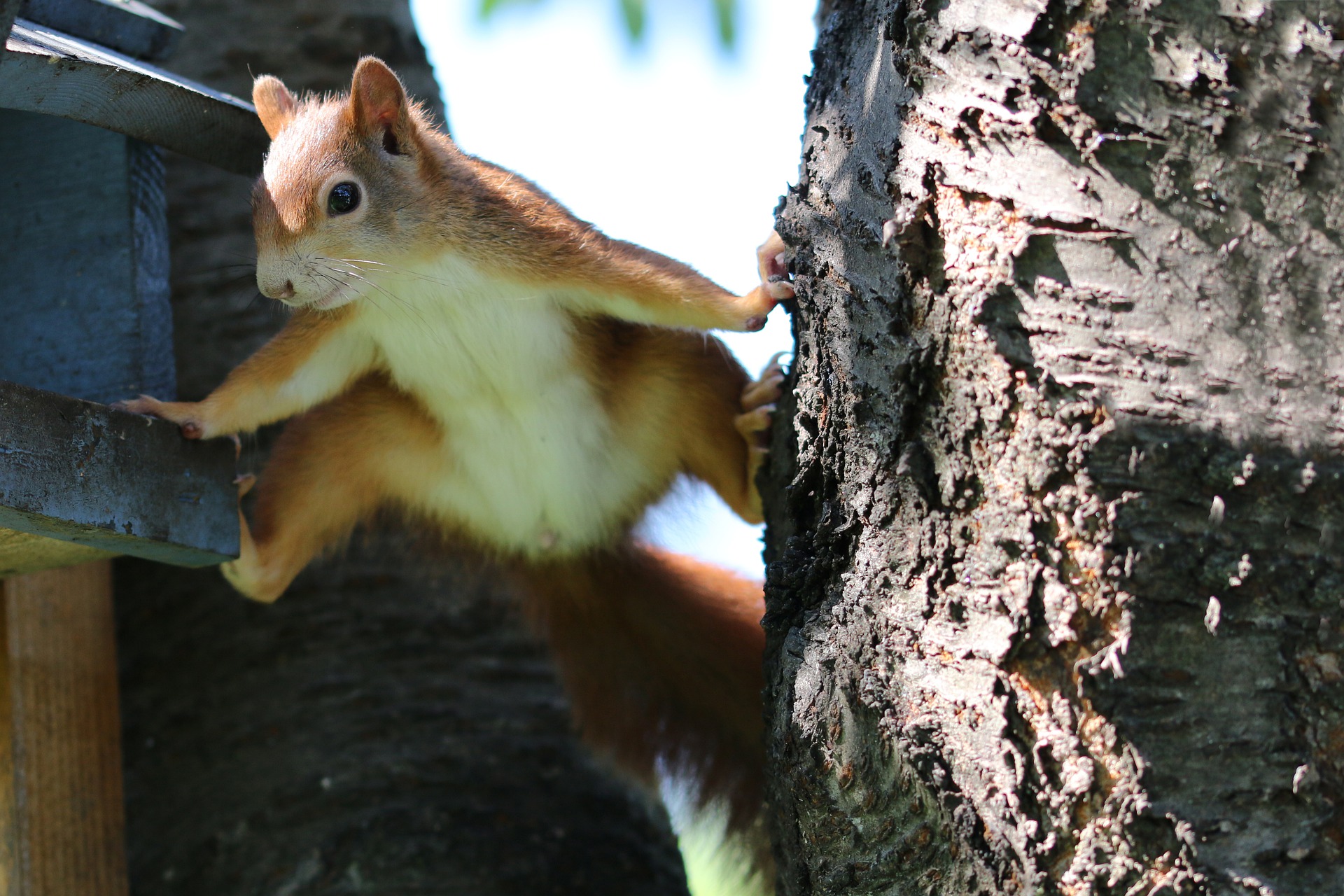 New Jersey Squirrel Squirrel Trapping and Removal