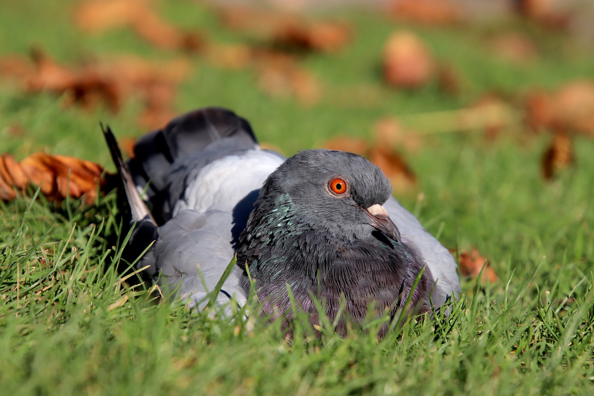 Pigeon Trapping gallery - pigeon control commercial and residential