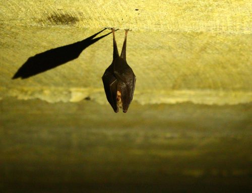 Should You Fear Bats?