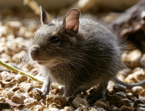 What Makes Rat Droppings Dangerous?