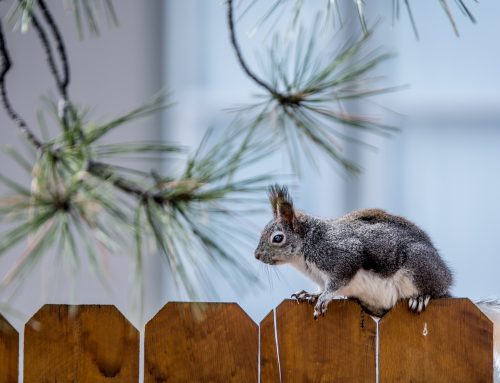 What are Squirrel Nests and How Can They Cause Damage in Your Home?