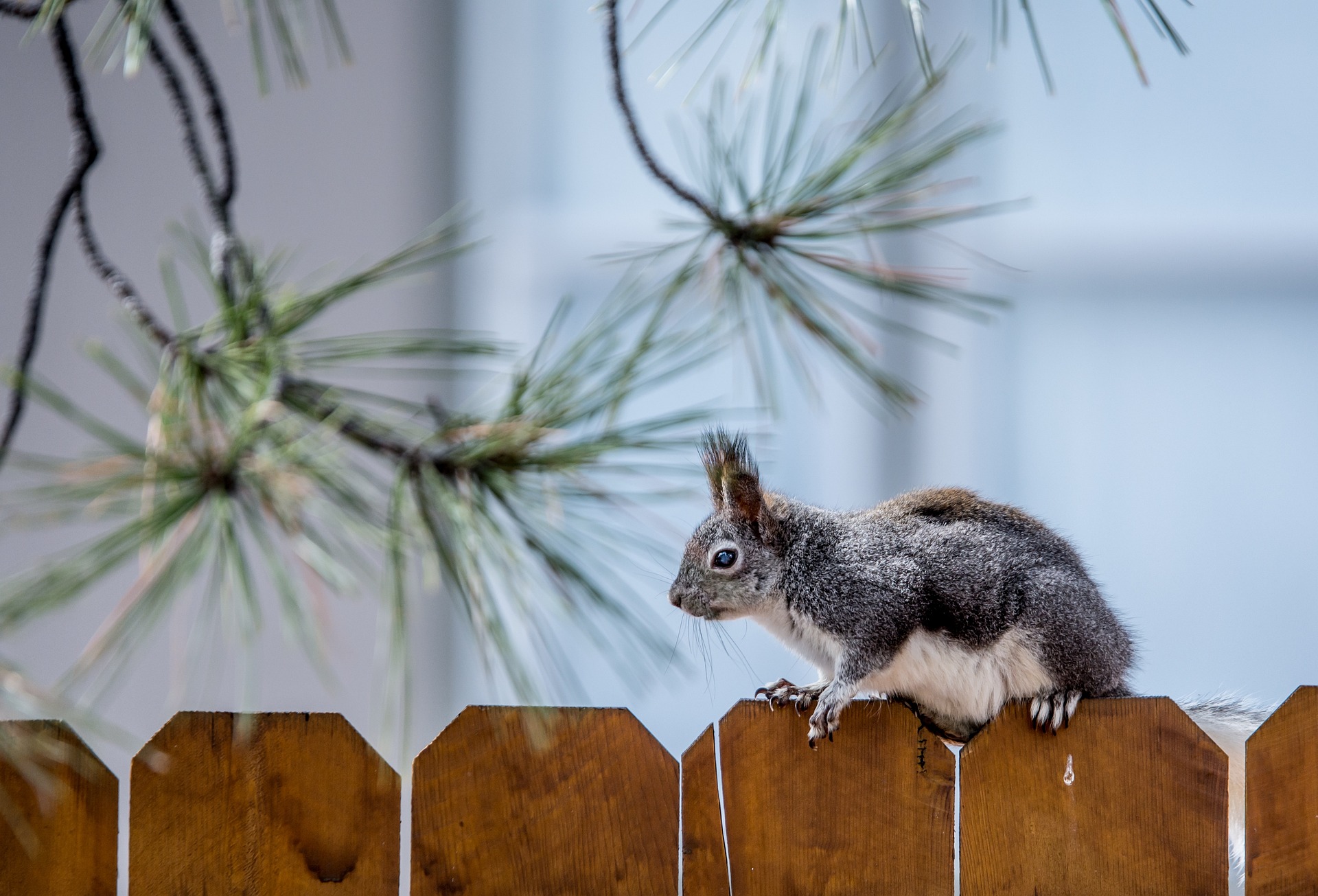 Squirrel Removal  Wildlife Control Experts in New York & Vermont