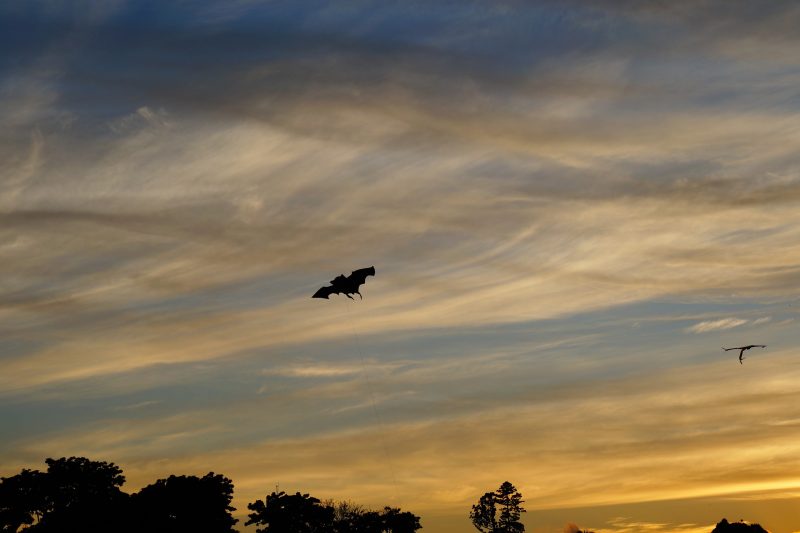 Animal Control Bronx, New York City Animal Control in NYC & New Jersey