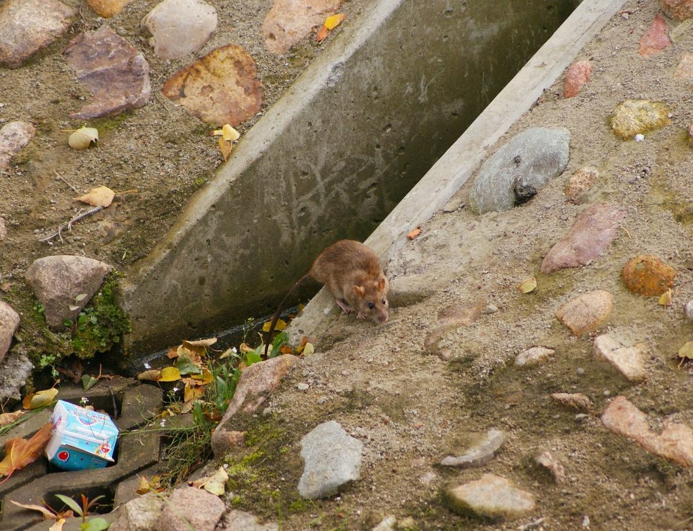 What Makes Rat Droppings Dangerous? – Animal Control in NYC & New Jersey