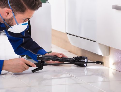 How Professionals Can Safely Remove and Relocate Wildlife from Your Property