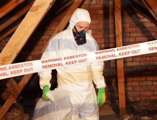 How Animal Removal Professionals Can Safely Remove Wildlife from Your Property