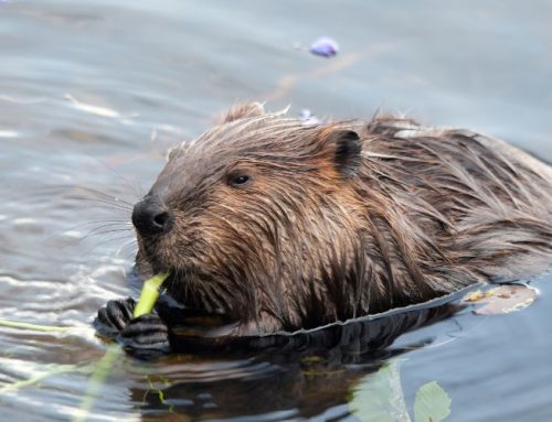 The Importance of Professional Beaver Removal: How Experts Can Safely and Efficiently Remove Beavers from Your Property