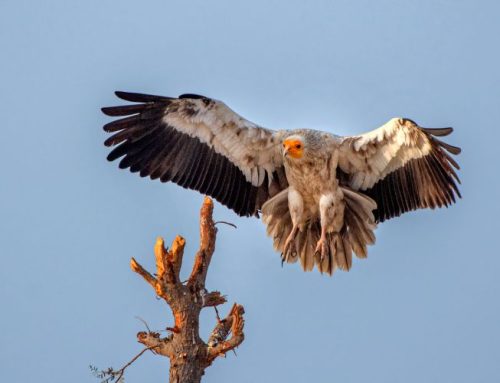 Unwelcome Guests: How a Professional Can Safely Remove Nuisance Wildlife from Your Property