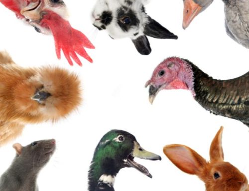The Hidden Dangers of Nuisance Animals: How a Professional Can Safely Remove and Protect Your Home