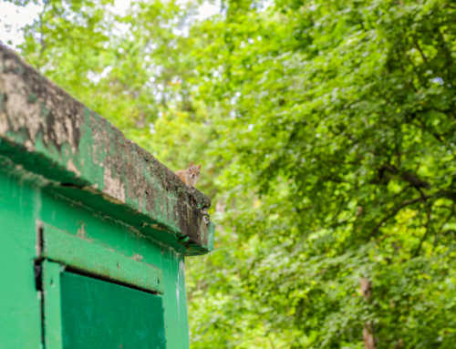 The Ultimate Guide to Critter Control: How a Professional Can Safely Remove and Relocate Unwanted Wildlife