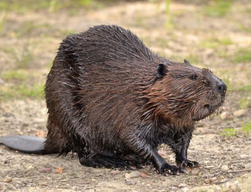 Beaver Damage Repair: Why Hiring a Professional is Essential for Restoring Your Property