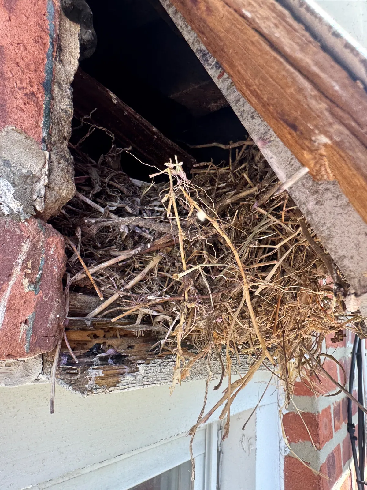 Bird nest material closeup inside wall vent before removal