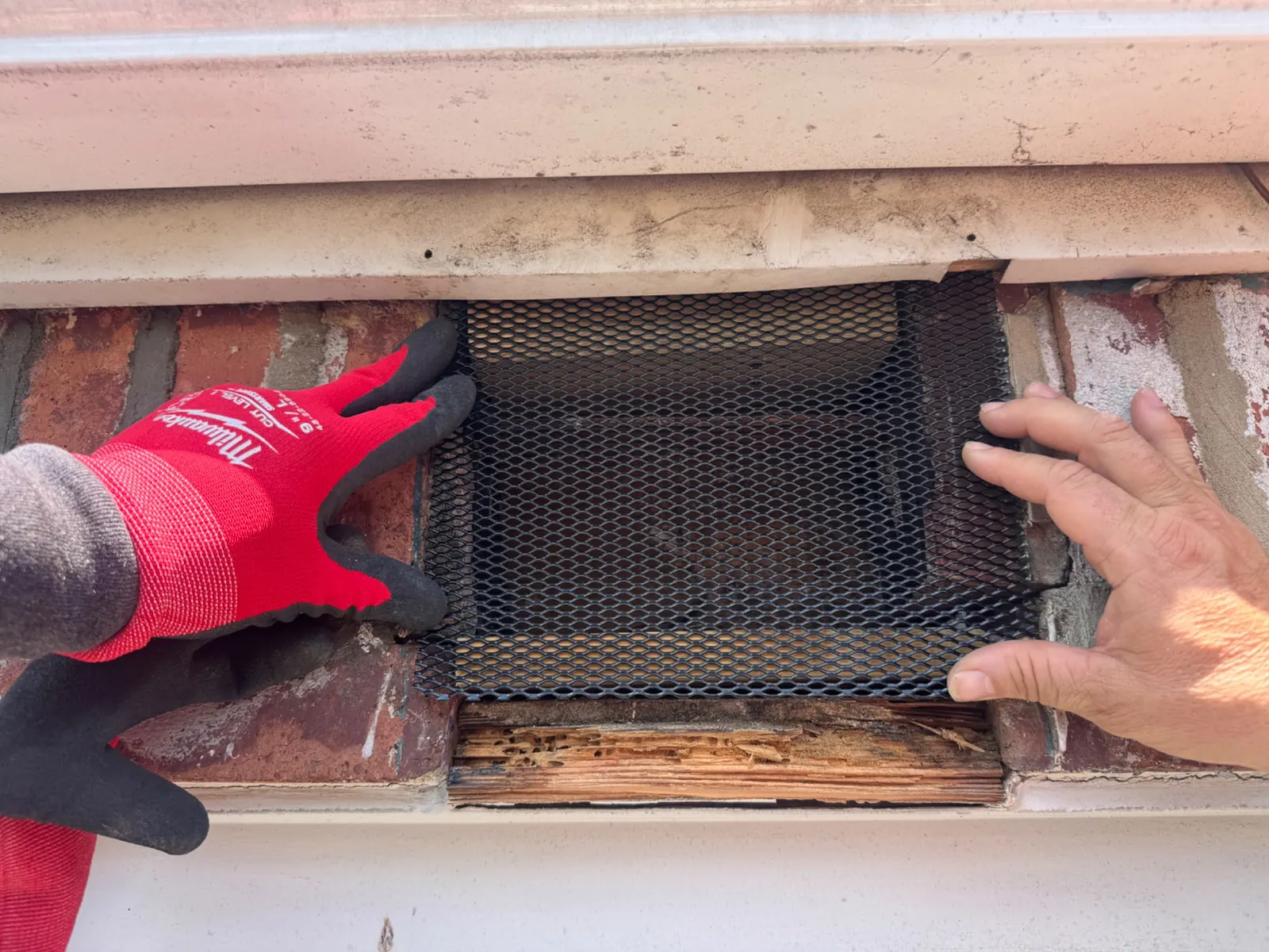 Steel mesh secured over wall vent opening for bird proofing