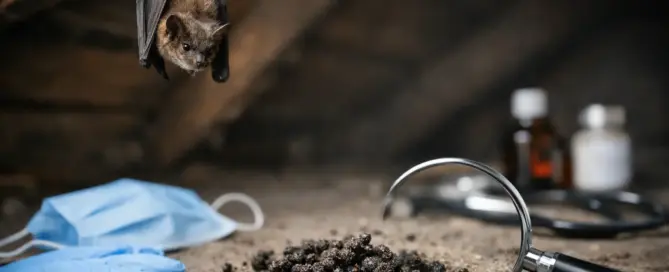Can Bat Droppings Make You Sick?