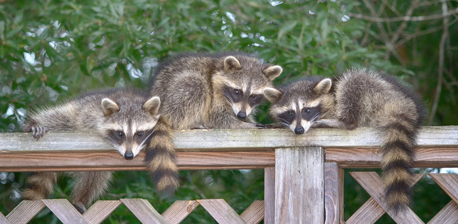 Wildlife exclusion and entry point inspection