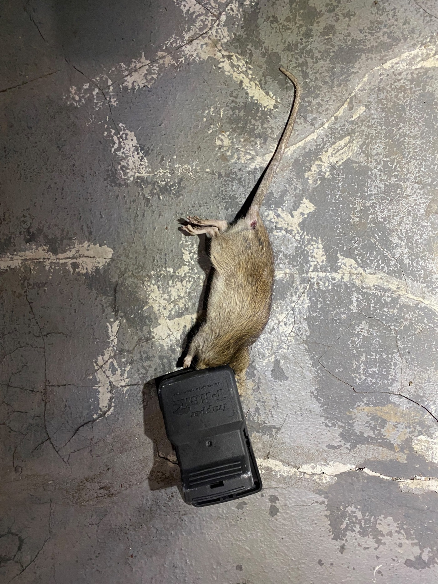 Rodent entry repair and exclusion inspection in Manhattan