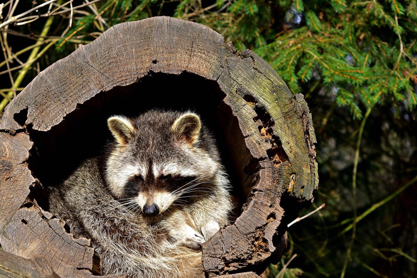 Wildlife removal technician handling raccoon entry concerns in NYC and New Jersey