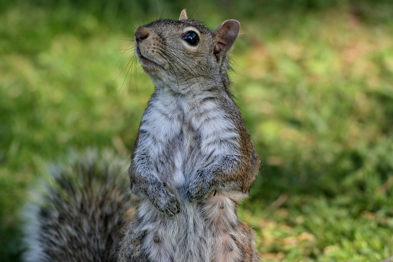Squirrel removal and trapping service