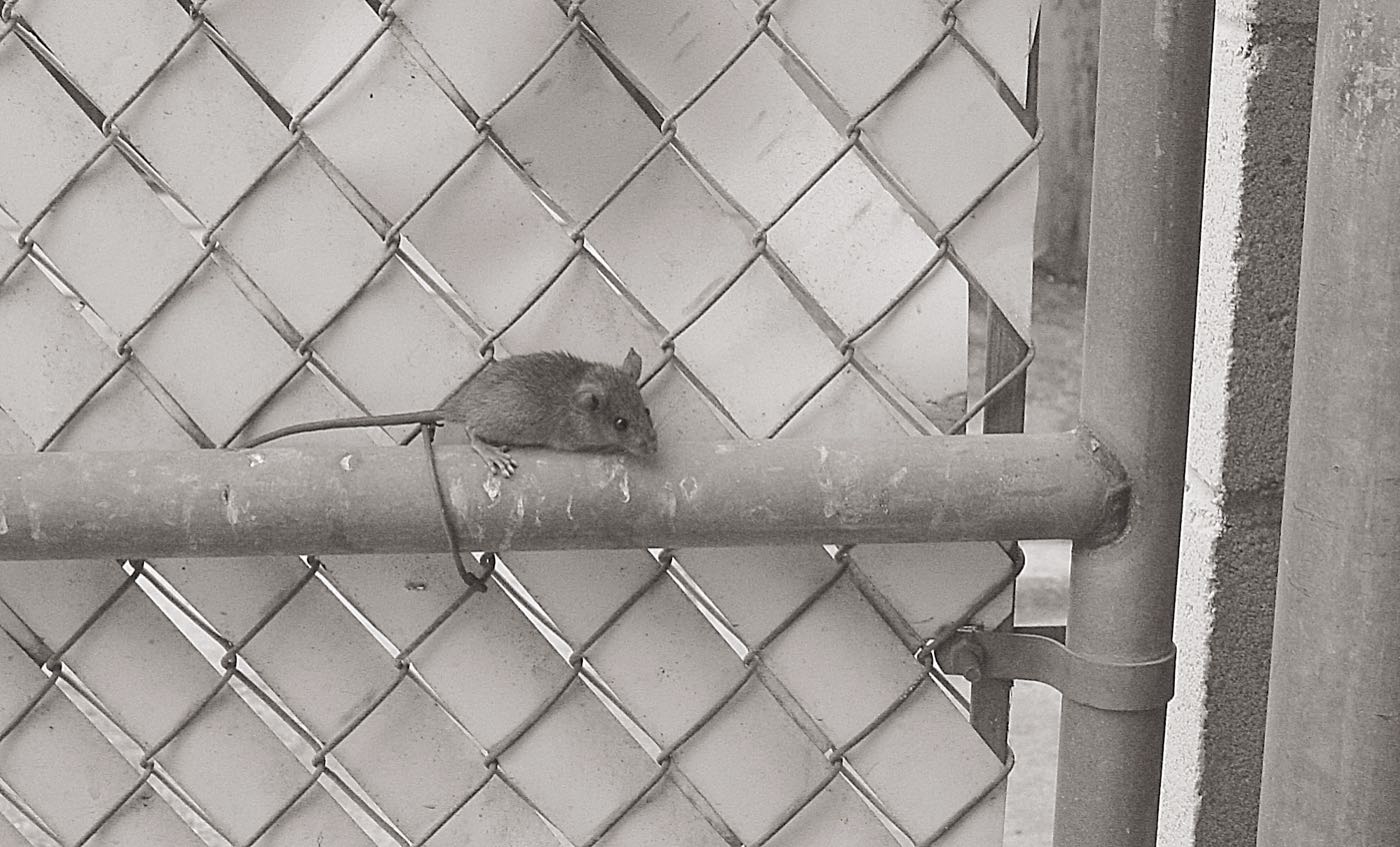 Mice control and rodent service in NYC