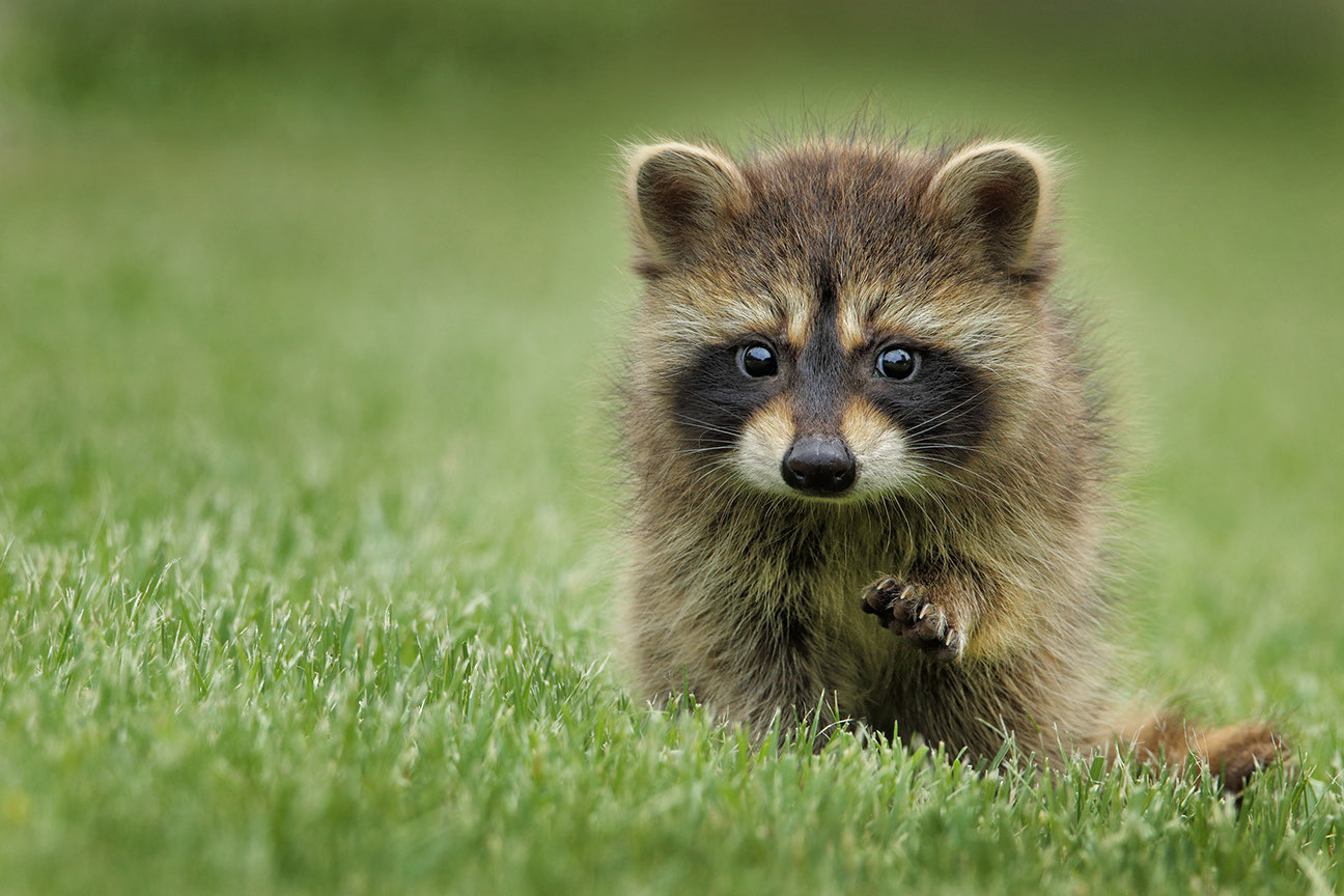 Raccoon removal and exclusion service in New Jersey