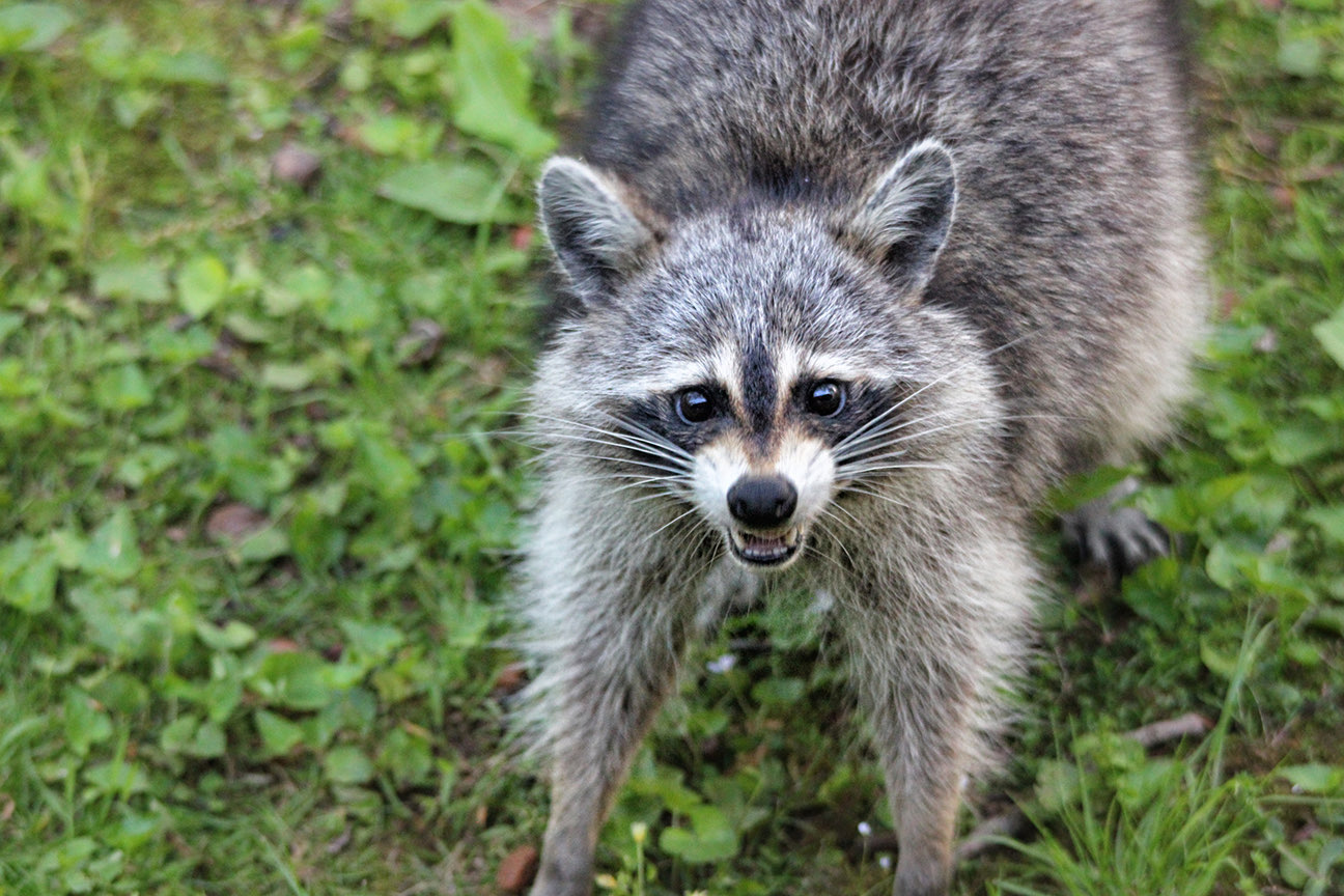 Raccoon trapping and wildlife removal in Staten Island