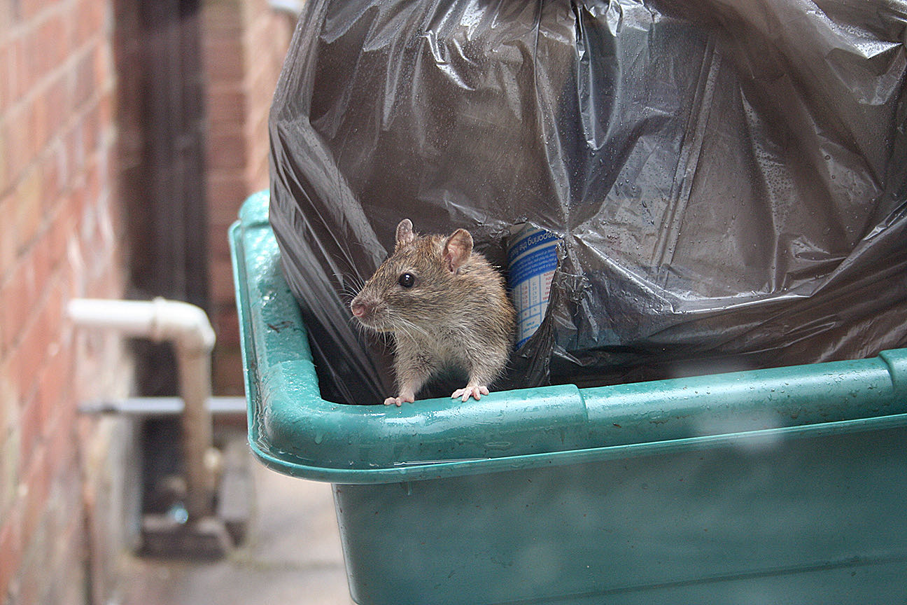 Rat control and sanitation issue in New York City