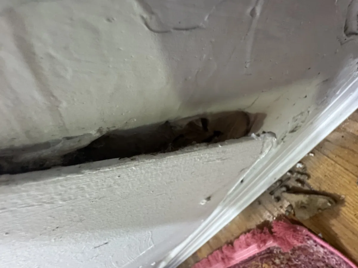 Baseboard gap with rodent droppings found during Queens apartment inspection