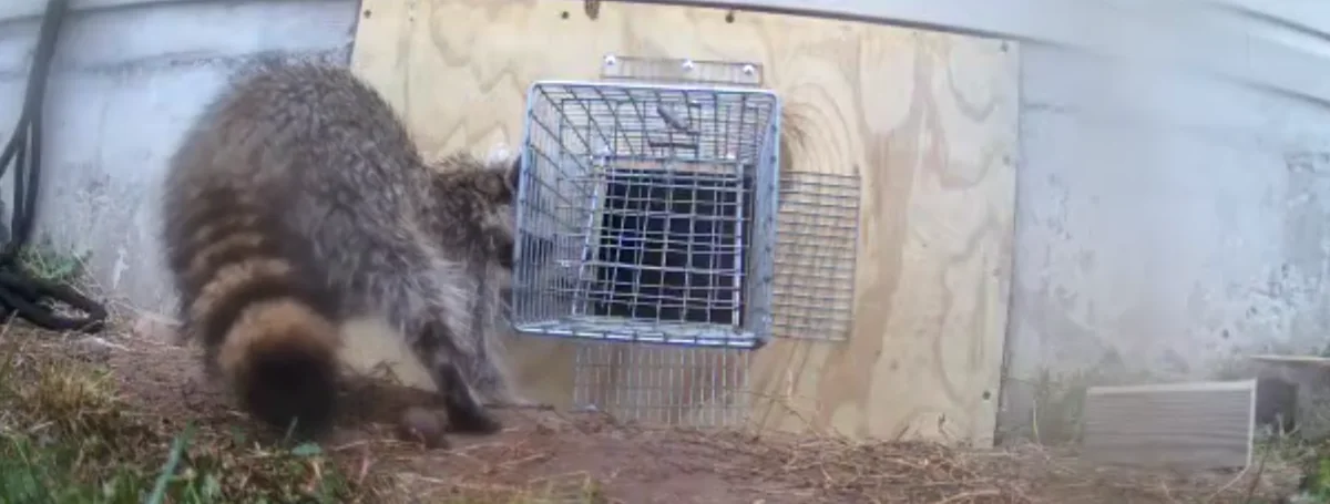 Raccoon activity near a basement-level opening in Mount Hope Bronx