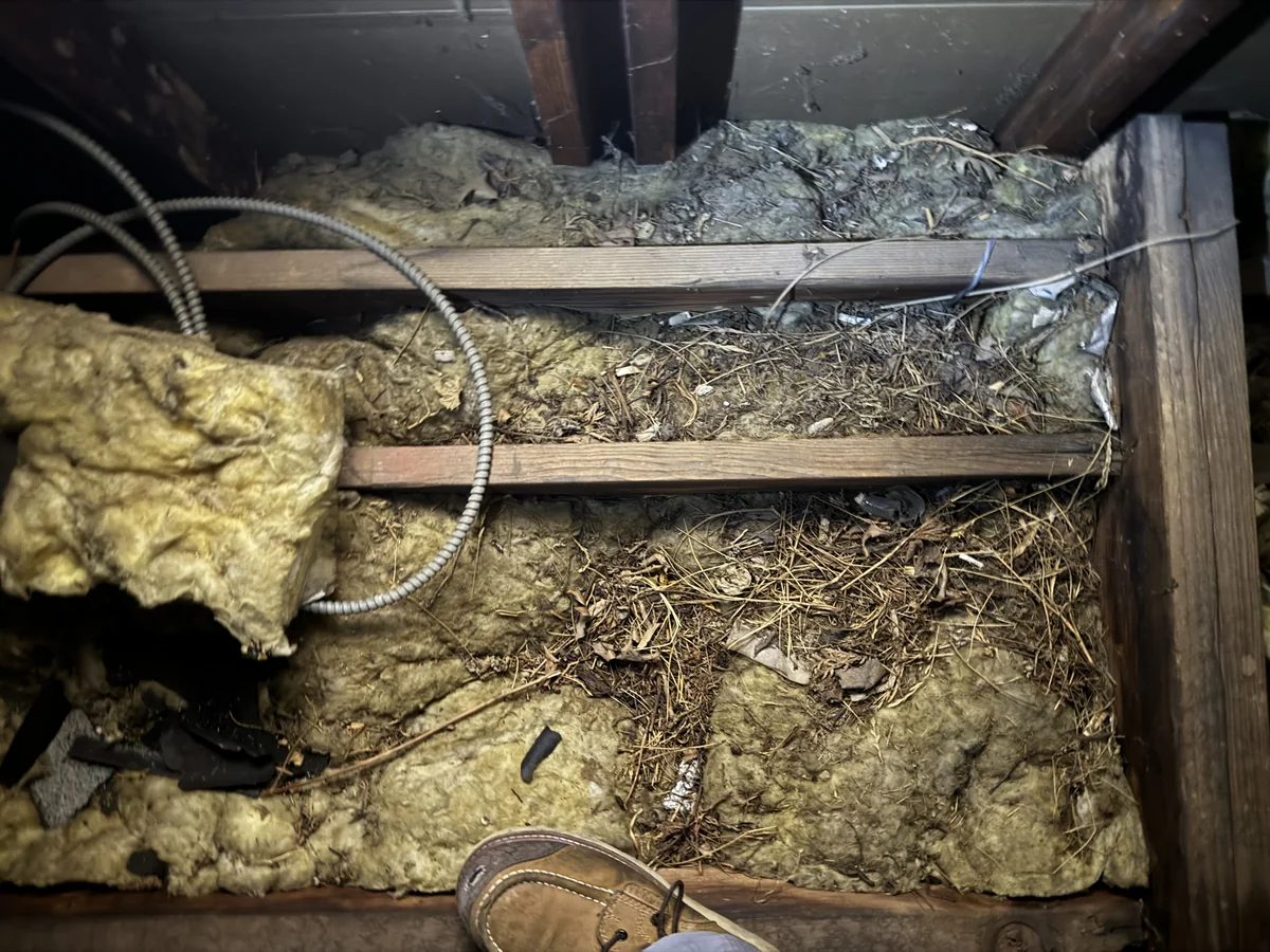Bird nesting material and debris in a Staten Island attic soffit area
