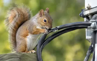 Can Squirrels Damage Electrical Wires at Home?