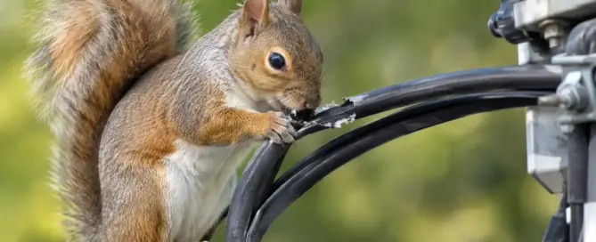 Can Squirrels Damage Electrical Wires at Home?