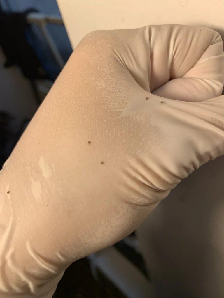 Close-up of bird mites on a protective glove.