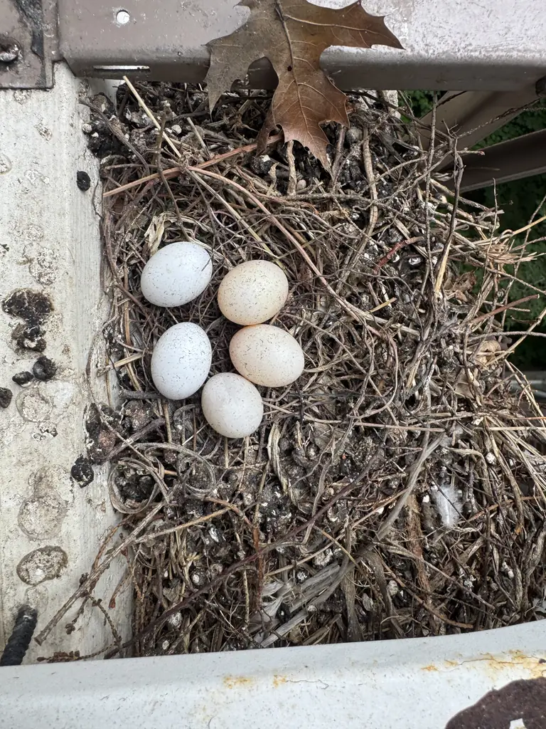 Five eggs and nesting material on the metal support beneath the removed air-conditioning unit.