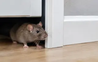 Rats Entering House? Stop the Problem Fast